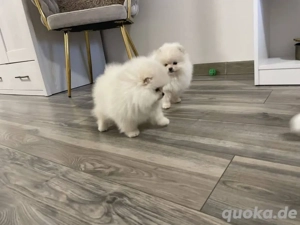 Pomeranian Spitz Welpen abzugeben.