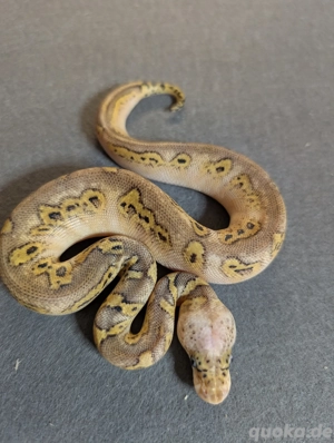 0.1 Bongo Pastel Clown