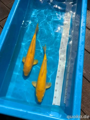 Japan Koi  Karashigoi 45cm 46cm