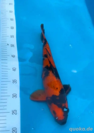 Japan Koi Hi Utsuri 39cm