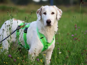 Frisko sucht sein Zuhause