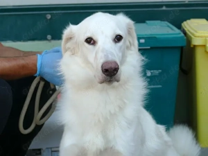 Zorro sucht sein Zuhause