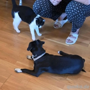 Léda sucht ein Zuhuse     