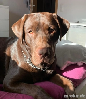 Labrador Deckrüde (Schowlinie) mit sehr viel Erfahrung  Bild 2