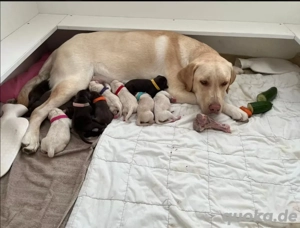 Labrador Deckrüde (Schowlinie) mit sehr viel Erfahrung  Bild 3