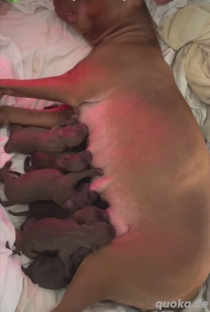 Labrador Deckrüde (Schowlinie) mit sehr viel Erfahrung  Bild 5