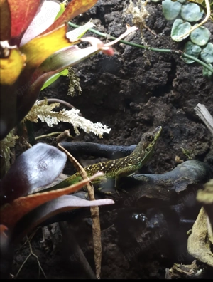 Anolis Roquet Summus 1.1