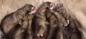 Alaskan malamute welpens mit fci pedigree