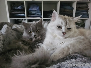 süsse Stubentiger britisch Langhaar