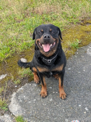 Rottweiler Deckrüde