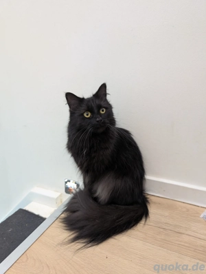 Einjährige Maine Coon Katze sucht neues Zuhause   