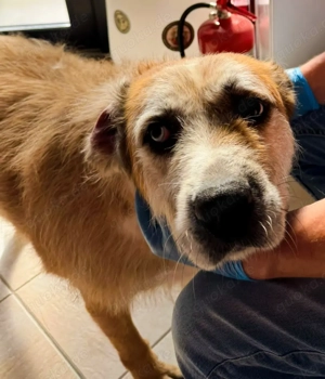 Ringo - sanfter Rüde sucht liebevolles Zuhause