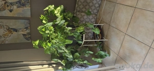 Pfeilblatt Zimmerpflanze sehr groß  Bild 3