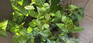 Pfeilblatt Zimmerpflanze sehr groß  Bild 2