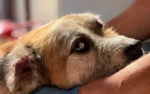 Ringo - sanfter Rüde sucht liebevolles Zuhause Bild 8