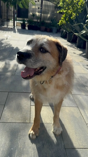 Ringo - sanfter Rüde sucht liebevolles Zuhause Bild 10