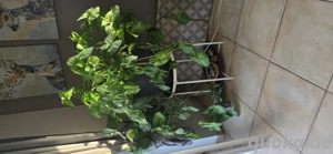 Pfeilblatt Zimmerpflanze sehr groß 