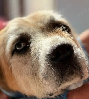 Ringo - sanfter Rüde sucht liebevolles Zuhause Bild 6