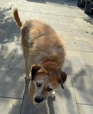 Ringo - sanfter Rüde sucht liebevolles Zuhause Bild 7