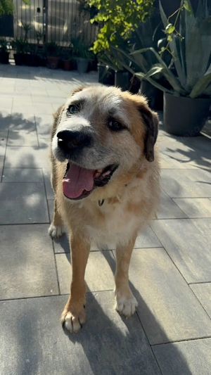 Ringo - sanfter Rüde sucht liebevolles Zuhause Bild 9