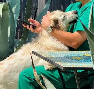 Rosalie sucht ein liebevolles Zuhause Bild 9