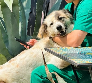 Rosalie sucht ein liebevolles Zuhause Bild 8