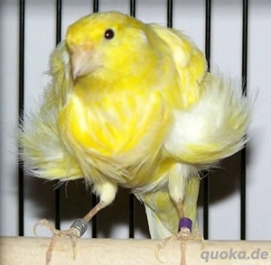 Niederländischer Kanarienvogel 