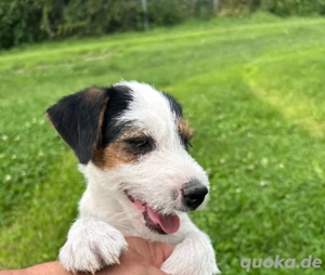 Wunderschöne reinr. Parson Jack-Russell Terrier Welpen, tricolor 