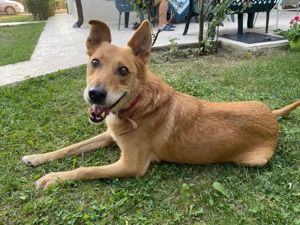 Max sucht eine Pflegestelle!!! Dringend Bild 10