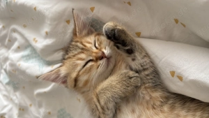 Hübsche BKH Kitten abgabebereit 