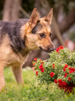 Kann Vishnja dich verzaubern ?!