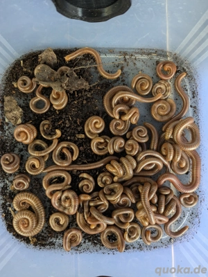 Spirostreptus spec. 1 Tansania 