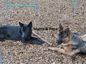 Schäferhund-Mix Welpen