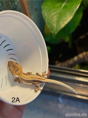 Kronengeckos (Correlophus ciliatus) Jungtiere Lilly white Bild 2