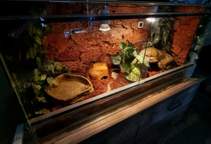 Westliche Hakennasennatter (Heterodon nasicus) mit Terrarium und Zubehör