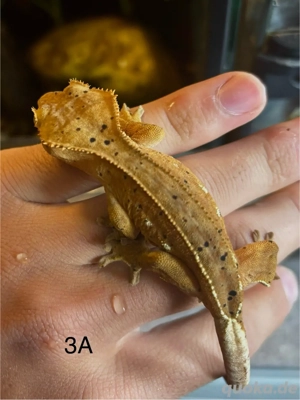 Kronengeckos (Correlophus ciliatus) Jungtiere Lilly white Bild 3