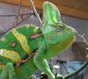 Jemen Chamäleon Jungtiere verschiedene Größen.