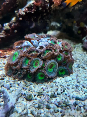 Palythoa  Grandis Ableger Koralle Meerwasser