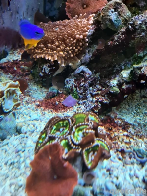 Palythoa  Grandis Ableger Koralle Meerwasser