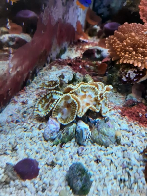 Palythoa  Grandis Ableger Koralle Meerwasser Bild 4