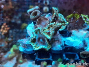 Palythoa  Grandis Ableger Koralle Meerwasser Bild 5