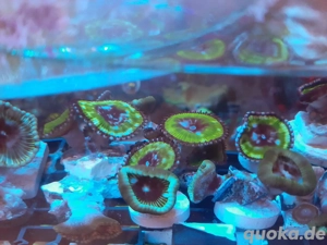 Palythoa  Grandis Ableger Koralle Meerwasser