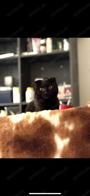 Britisch Kurzhaar Mädchen 