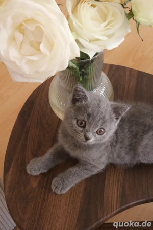 Eine ganz Besonderes Katzebaby