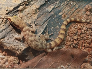 1.2.3 Tropiocolotes Steudneri (Zwergwüstengeckos) + Terrarium