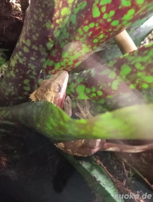 Kronengecko Männchen - Correlophus ciliatus