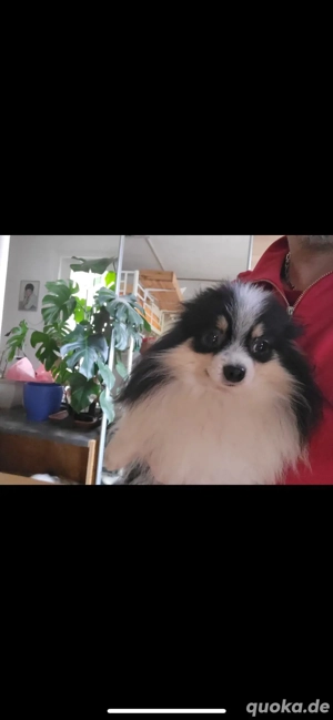 Pomeranian  Bild 6