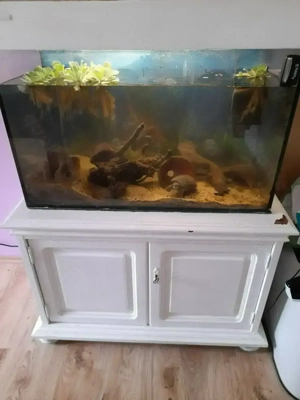 Schildkröte Moschusschildkröte weiblich