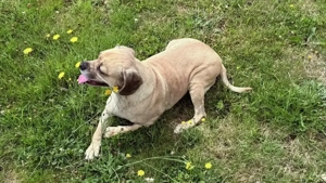 Mops - Cavalier King Charles Mischlings-Hündinn