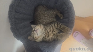 2 süße Bkh Kätzchen Suchen ein neues Zuhause